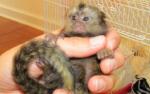 Baby marmoset monkeys for adoption.