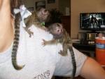 Marmoset Monkeys For Adoption This New Year(915) 502-0697